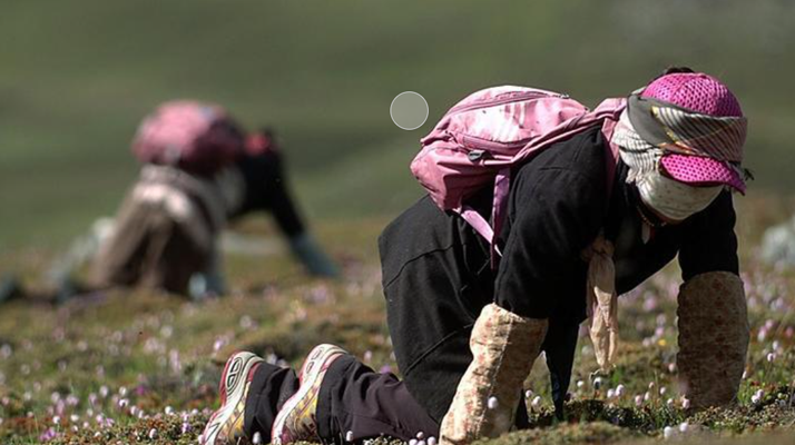 西藏<a href=http://www.ddhuz.com/xinxian/ target=_blank class=infotextkey>新<a href=http://www.ddhuz.com/xinxian/ target=_blank class=infotextkey>鮮冬蟲夏草</a></a>:雪域高原的神奇饋贈