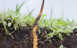 冬蟲(chóng)夏草鮮草：鮮活的生命力，至臻的養(yǎng)生之選