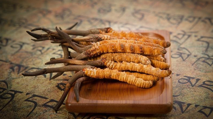 冬蟲夏草新鮮價(jià)格探秘：每克多少錢？