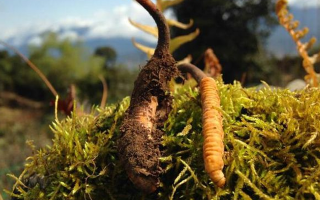 極品鮮冬蟲夏草保存指南