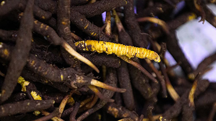 品鮮蟲草之妙，享滋補之道