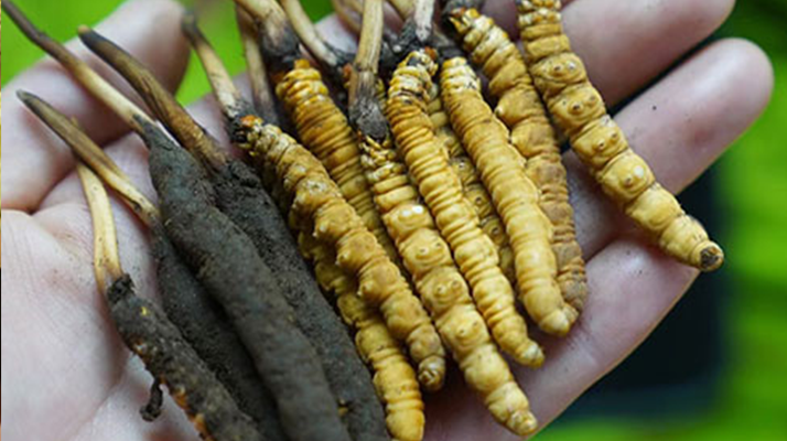 冬蟲夏草泡酒：鮮草入酒，鎖住精華的養(yǎng)生之道
