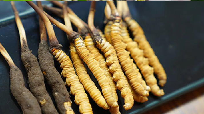 冬蟲夏草鮮草吃多久？科學食用周期與效果解析