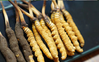 冬蟲夏草鮮草吃多久？科學食用周期與效果解析