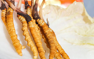 冬蟲夏草鮮草打包發(fā)貨全流程：從采摘到送達(dá)的保鮮之旅