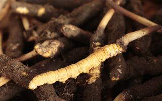 吃鮮冬蟲夏草會(huì)便秘嗎？科學(xué)解讀蟲草與腸道健康的微妙關(guān)系