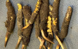 冬蟲夏草鮮草的功效與美味做法