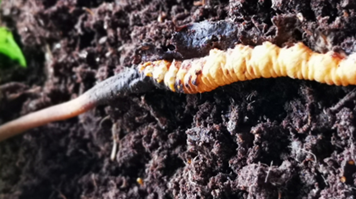 <a href=http://www.ddhuz.com/xinxian/ target=_blank class=infotextkey>新<a href=http://www.ddhuz.com/xinxian/ target=_blank class=infotextkey>鮮冬蟲夏草價格</a></a>解析