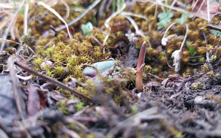 鮮冬蟲夏草辨別全攻略：識(shí)破真假，挑選優(yōu)質(zhì)好蟲草? ? ? ?