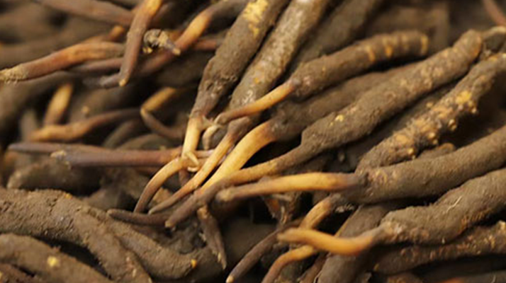 如何挑選<a href=http://www.ddhuz.com/xinxian/ target=_blank class=infotextkey>新<a href=http://www.ddhuz.com/xinxian/ target=_blank class=infotextkey>鮮冬蟲夏草</a></a>？掌握這幾個(gè)關(guān)鍵技巧