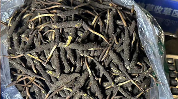冬蟲夏草可以吃鮮的嗎？一文為你揭秘