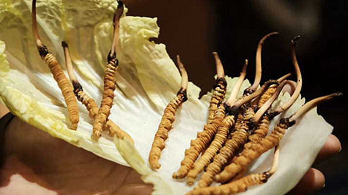 冬蟲夏草：鮮草與干草誰更勝一籌？