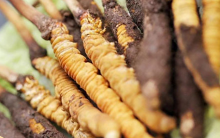 冬蟲夏草：干品與鮮品，誰(shuí)更勝一籌？