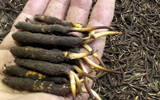 冬蟲夏草鮮草存放指南：鎖住營(yíng)養(yǎng)與新鮮的秘籍