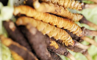 好的鮮冬蟲夏草價(jià)格解析