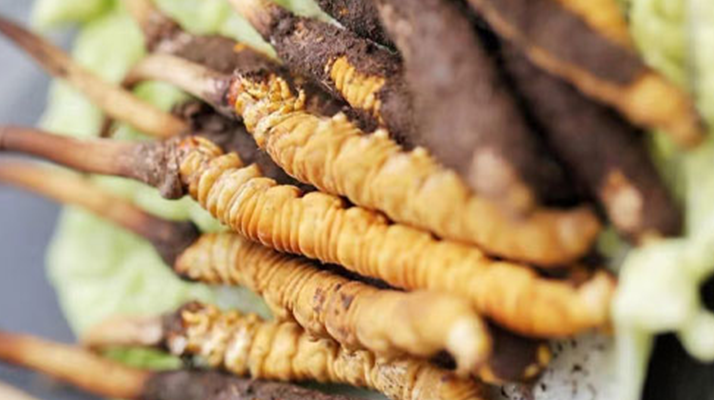 冬蟲夏草鮮草可以生吃嗎？一文解讀食用真相