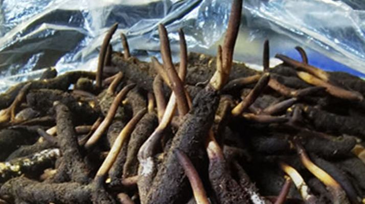 冬蟲(chóng)夏草鮮草能不能泡酒？科學(xué)解析與實(shí)用指南