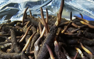 冬蟲(chóng)夏草鮮草能不能泡酒？科學(xué)解析與實(shí)用指南