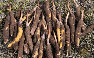 冬蟲(chóng)夏草鮮草價(jià)格探秘：多因素交織下的滋補(bǔ)成本? ? ? ?