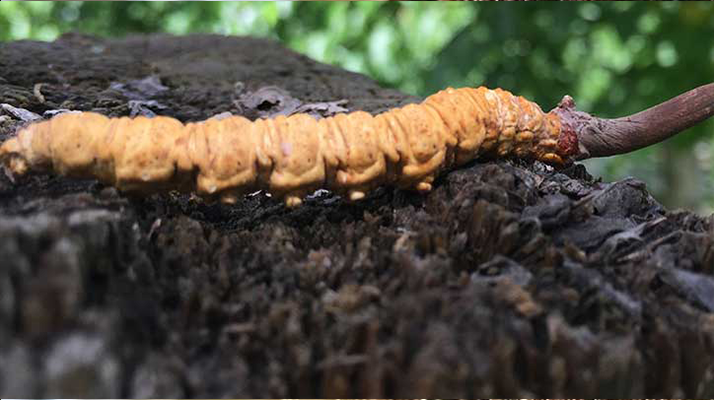 正宗野生<a href=http://www.ddhuz.com/jiage/ target=_blank class=infotextkey>蟲草多少錢</a>一斤