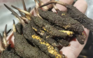 鮮冬蟲(chóng)夏草急凍能放多久？科學(xué)保存全解析