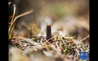 蟲(chóng)草采挖季：雪域高原的生態(tài)饋贈(zèng)