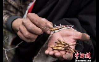 西藏那曲進(jìn)入蟲(chóng)草采挖季 “蟲(chóng)草王”助牧民增收致富