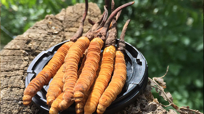 冬蟲夏草的產(chǎn)地有哪些地方？一文解鎖產(chǎn)地密碼