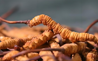 老人可以喝冬蟲夏草嗎？一文讀懂