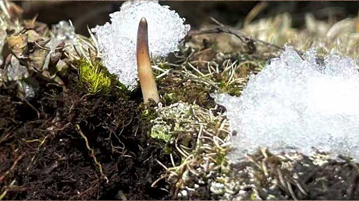 探秘雪域珍寶:最大的新鮮<a href=http://www.ddhuz.com/ target=_blank class=infotextkey><a href=http://www.ddhuz.com/s/nqcc/ target=_blank class=infotextkey>那曲冬蟲夏草</a></a>