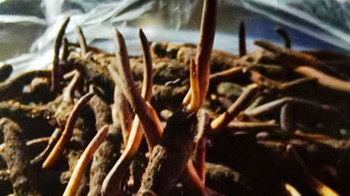 新鮮冬蟲(chóng)夏草保存全攻略：鎖住營(yíng)養(yǎng)，延長(zhǎng)鮮味