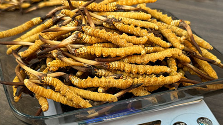 卓嘎新鮮冬蟲(chóng)夏草:西寧市場(chǎng)的高原瑰寶