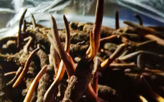 新鮮冬蟲夏草保存全攻略：鎖住營養(yǎng)，延長鮮味