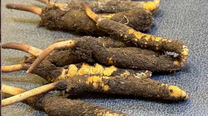 新鮮<a href=http://www.ddhuz.com/jiage/ target=_blank class=infotextkey>冬蟲夏草價(jià)格</a>