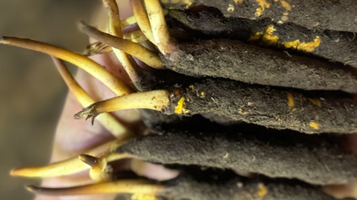 冬蟲(chóng)夏草泡水喝，一次泡幾根最合適？