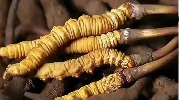 揭秘冬蟲夏草的神奇功效