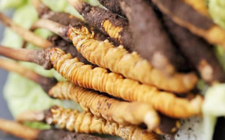 寶寶可以吃新鮮冬蟲夏草嗎？