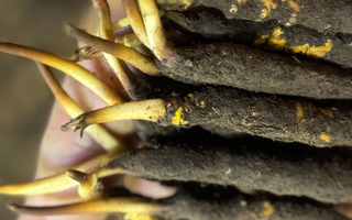 冬蟲(chóng)夏草泡水喝，一次泡幾根最合適？