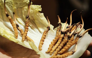 冬蟲夏草為何鮮的好？深度解析鮮蟲草的獨特優(yōu)勢