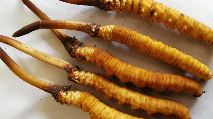 冬蟲(chóng)夏草鮮草價(jià)格多少？揭秘其背后的定價(jià)密碼