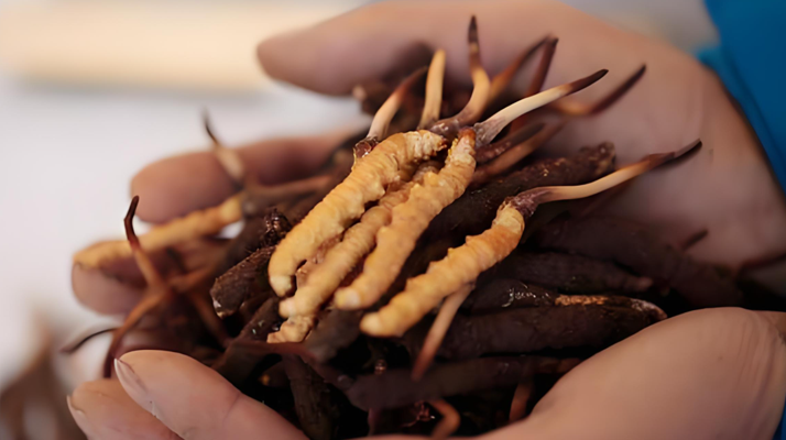 冬蟲(chóng)夏草鮮草幾月份采挖？產(chǎn)地與時(shí)節(jié)的奧秘