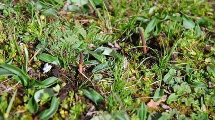 冬蟲夏草鮮草好不好喝？探尋獨特的味覺體驗