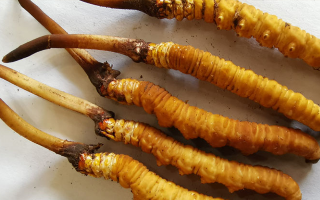 冬蟲(chóng)夏草鮮草價(jià)格多少？揭秘其背后的定價(jià)密碼