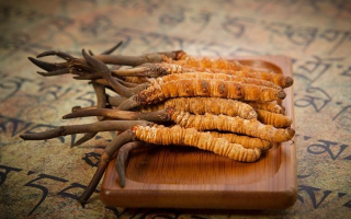 冬蟲夏草鮮草會(huì)上火嗎？科學(xué)解讀其食用特性