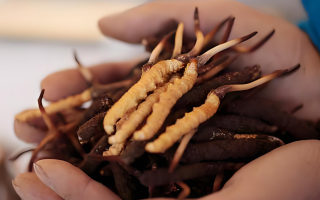 冬蟲(chóng)夏草鮮草幾月份采挖？產(chǎn)地與時(shí)節(jié)的奧秘