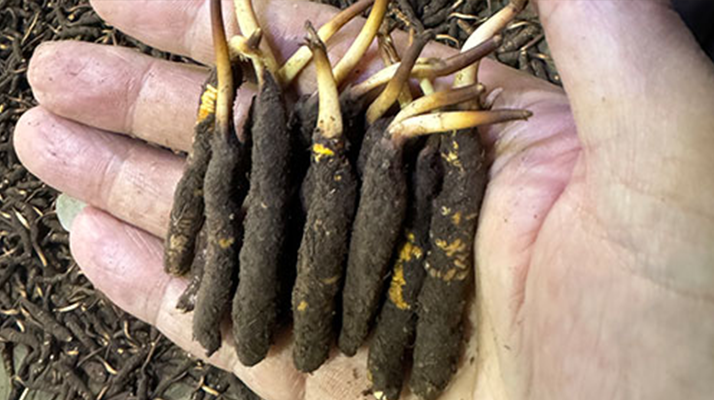 尋草之旅:踏上尋找<a href=http://www.ddhuz.com/xinxian/ target=_blank class=infotextkey>新<a href=http://www.ddhuz.com/xinxian/ target=_blank class=infotextkey>鮮冬蟲夏草</a></a>的征程