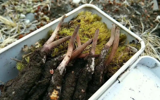 冬蟲(chóng)夏草鮮草的養(yǎng)生密碼：解鎖自然饋贈(zèng)的神奇功效