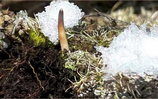 冰鮮的冬蟲(chóng)夏草還能吃嗎？一文讀懂食用真相? ? ? ?