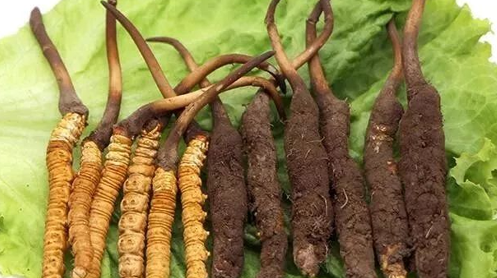 新鮮的冬蟲(chóng)夏草，更好嗎？