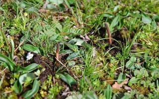 那曲鮮草最后 3 天倒計(jì)時(shí)：錯(cuò)過再等一年的雪域珍饈